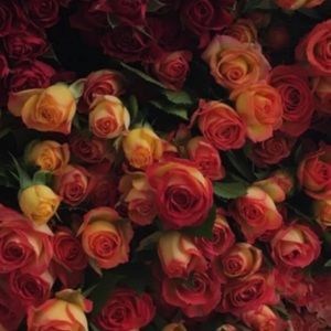 Meet your Posher, Beatriz